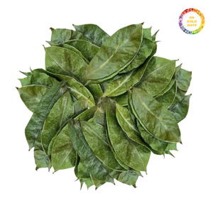 Feuilles de corossol séchées de haute qualité, vente en gros au Vietnam - Product Image 3