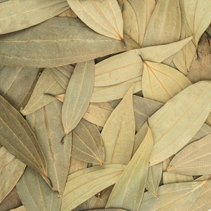 Hojas de Baya Orgánicas Frescas de Tej Patta, Suministro de Fábrica, para Sazonar Platos Indios y Continentales, de la India - Product Image 4
