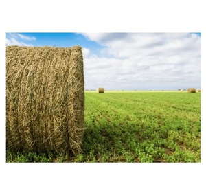 Foin d'alfalfa de qualité supérieure à vendre, approvisionnement en gros disponible, livraison rapide, prix compétitifs, idéal pour l'alimentation animale et le bétail - Product Image 3