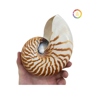 Concha de Nautilus, Material Decorativo para Decoración de Interiores, Concha Espiral Natural para Decoración del Hogar, Manualidades y Exhibición - Product Image 6