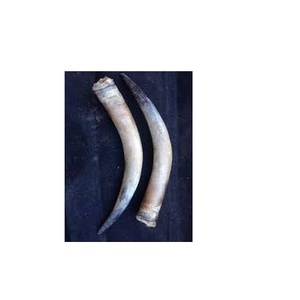 Par de bocina de búhos, bocina de vaca de la mejor calidad, artesanía natural, diseño moderno, par de bocina al mejor precio, diferentes tamaños - Product Image 2