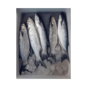 Alta qualidade nova captura de peixinho cinza congelado de alta qualidade para vendas