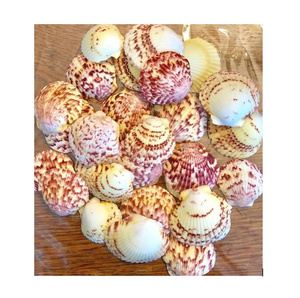 Coquillages de pétoncles naturels de haute qualité pour la décoration de la maison Aquarium et fournitures d'artisanat - Product Image 5