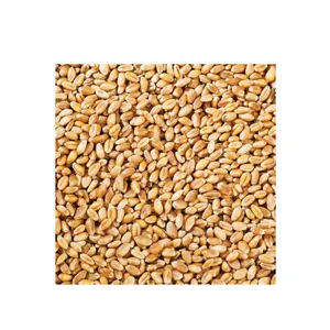 Fornitore all'ingrosso di grano integrale biologico In vendita a prezzi economici