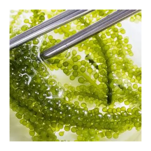 Uva de mar deshidratada y fresca de alta calidad: suministro a granel de uva de mar Premium de Vietnam para compradores internacionales - Product Image 3