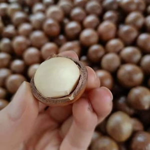 Nueces de Macadamia de Vietnam sin cáscara y sin cáscara de calidad superior con precio competitivo y nutrición rica - Product Image 1