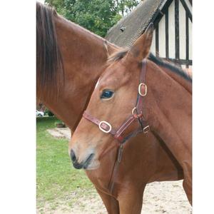 NUEVO Mini Shetland Foal Head Collar Halter en Newmarket Brown Leather Elegante y duradero - Product Image 1