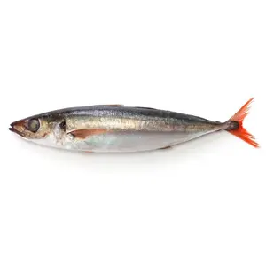 Whole Round Horse Mackerel Fish Frozen Price Frozen Horse Mackerel With Red Tail