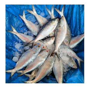 Pescado Hilsa Congelado Premium - Proveedor Mayorista de Pescado Hilsa - Product Image 6