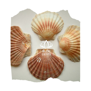 En cantidad a granel, precio barato, ostra, vieiras, conchas marinas, tamaño personalizado, Concha, arte de moda limpiado de Loto Azul, Vietnam - Product Image 1