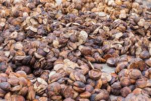 Grade AA+ Natural <b>Rubber</b> Cup Lumps with DRC 65%-75% - Product Image 5