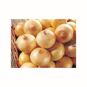 <b>Fresh</b> Yellow <b>Onion</b> With high quality - Product Image 1