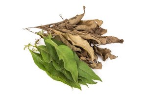 Cinnamomum Camphora (Feuilles de Senna séchées et concassées) Transformation brute de qualité supérieure Pureté 99% Consommation humaine Vrac Herbes gratuites Groupe 3 - Product Image 2