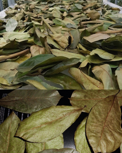 Feuilles de corossol séchées naturelles / Prêtes à être expédiées - Product Image 5