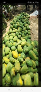 Semillas Híbridas de Papaya Moon Star LANTUS F1 - 99% de Pureza, 80% de Germinación - Product Image 6
