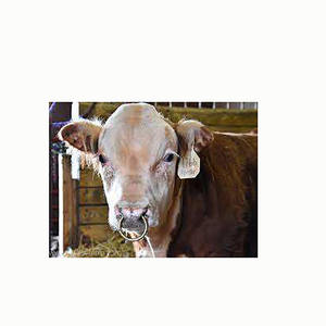 Anneau de nez de taureau en acier inoxydable de haute qualité tailles 50mm à 70mm Stock vivant fournitures d'instruments vétérinaires prix de gros - Product Image 5