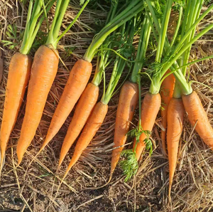 <span class=keywords><strong>Semi</strong></span> di Carota Premium <span class=keywords><strong>per</strong></span> la Semina, Alta Germinazione, <span class=keywords><strong>Semi</strong></span> di Carota Rossa <span class=keywords><strong>per</strong></span> Agricoltura, Vendita all'Ingrosso ed Esportazione - Product Image 6