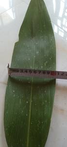 Feuilles de bambou séchées de qualité supérieure du Vietnam, feuilles soigneusement traitées, export en vrac, approvisionnement stable pour les grossistes et les sociétés commerciales - Product Image 4