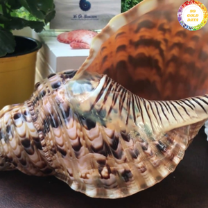 Trompette de haute qualité en coquille de Triton du Vietnam, utilisant un matériau de coquille durable pour des pièces d'art décoratives - Product Image 5