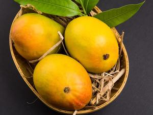 Alphonso MANGO ออร์แกนิคส่งตรงจากฟาร์มส่งตรงจากฟาร์ม - Product Image 6