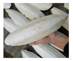 Os de seiche d'usine du Vietnam os de calmar de haute qualité pour les oiseaux os de seiche sûr pour les animaux de compagnie approvisionnement en vrac OEM soutien meilleure affaire - Product Image 6