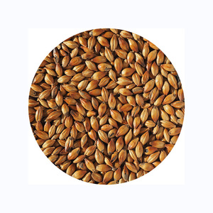 Cebada malteada de alta calidad para Malta y alimentación animal Canada Origin 2 años de vida útil - Product Image 5