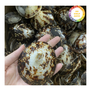 Conchas de limpias de Vietnam pulidas - Hermosa textura para fines decorativos o artísticos - Product Image 6