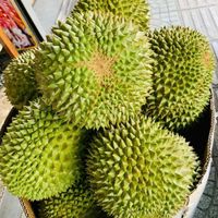 Premium Vietnamese verse durian voor export en groothandel