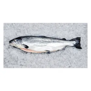新鮮/冷凍サーモン魚100% 輸出品質の魚チリからのISO認証を取得した最高品質のスライスオレンジ部分