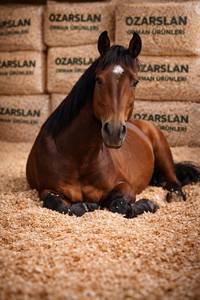 First Class Premium Wood Shaving High Quality Natural <b>Bedding</b> for Agriculture Livestock and Pet Care Ultimate Export Opportunity - Product Image 6