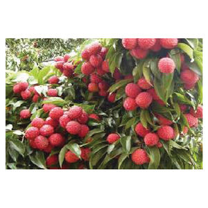 ลิ้นจี่สดแช่แข็งออร์แกนิกส่งตรงจากเวียดนามรสชาติหวานบรรจุจำนวนมาก - Product Image 4