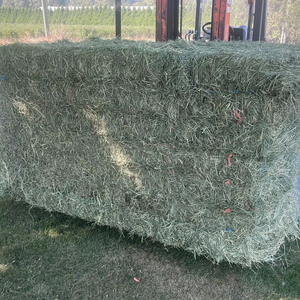 Heno de alfalfa | Heno de alfalfa con alto contenido proteico para alimentación animal - Product Image 1