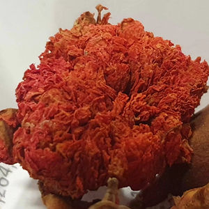 2024 al por mayor 100% naturales flores secas a granel de alta calidad material Granada flores secas fragancia natural de alta calidad - Product Image 3