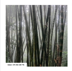 เสาไม้ไผ่ธรรมชาติทำจากไม้ไผ่ธรรมชาติเสาค้ำยัน - Product Image 6