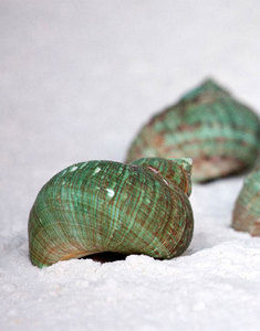 Meilleure solution pour les performances: Turbo Burgess du Vietnam fiable et durable - Product Image 3