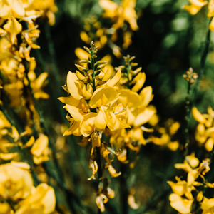 โทนเนอร์บำรุงผิวหน้าอีฟนิ่งพริมโรส ODM/OBM เจลไฮยาลูรอนิค แอซิด ปราศจากพาราเบนและซัลเฟต สเปรย์บำรุงผิวให้กระจ่างใสและชุ่มชื้น เหมาะสำหรับทุกสภาพผิว - Product Image 5