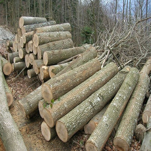 Vente en gros de grumes de frêne blanc allemand provenant d'un fournisseur européen avec options CFR Incoterm pour une expédition internationale pratique - Product Image 6