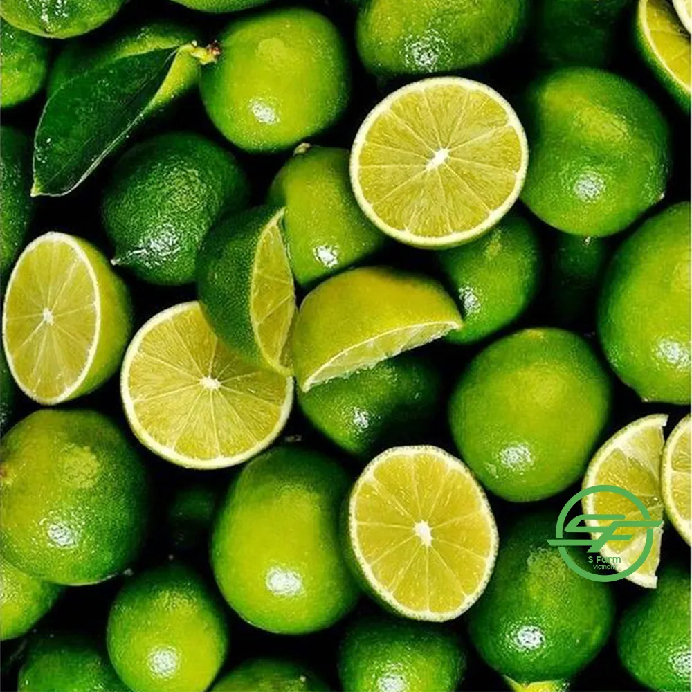 Limon çekirdeksiz, en kaliteli ürün, Vietnam, taze limon çekirdeksiz taze <span class=keywords><strong>kireç</strong></span>