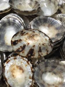 PRODUIT DE HAUTE QUALITÉ À PARTIR DE LA COQUILLE DE LIPETTE BLEUE LOTUS POUR L'ALLAITEMENT MS.CHERISH CONFORTABLE POUR LA FEMME ENCEINTE - Product Image 5