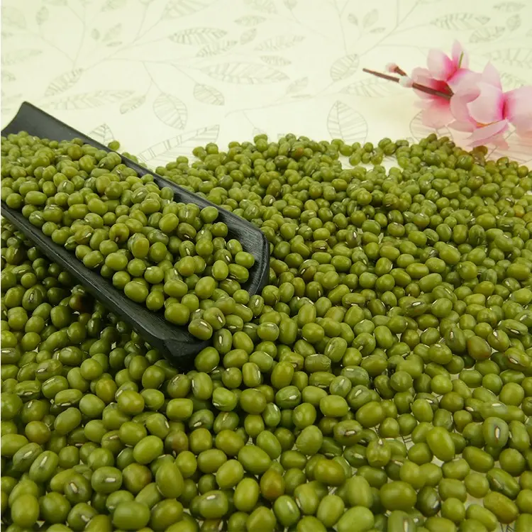 Great quality green mung beans vigna bean with certificate market price from manufacturer For Sale