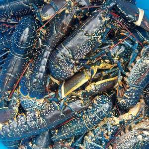 Langostas Enteras Congeladas Europeas BQF a Granel en Venta - Product Image 3