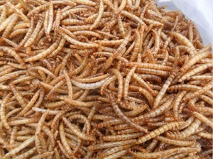 หนอนนกอบแห้งธรรมชาติ - Product Image 2