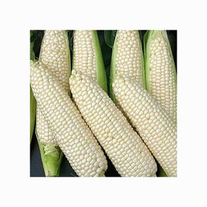 เมล็ดข้าวโพดแห้งสีขาว - Product Image 4