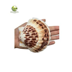 Conchas de Vieira Pulimentadas Ecológicas de Color Natural para Manualidades, Decoración de Bodas y Hogar, Accesorios Hechos a Mano con Temática de Playa - Product Image 4