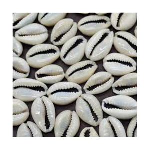 Producto de concha marina natural de concha de cauri dorada pulida de alta calidad de Vietnam con precio competitivo para animales al por mayor - Product Image 1