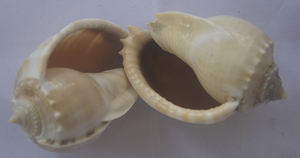 Phalium bandatum เปลือกหอยธรรมชาติขัดจากครอบครัว cassidae รูปแบบสัตว์ขนาดเล็กสำหรับเครื่องประดับ - Product Image 5