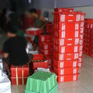 Mangostán Fresco de Primera Calidad de Vietnam, Fruta Tropical Dulce y Jugosa para el Mercado de Exportación - Product Image 5