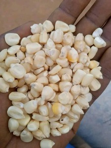 Precio al por mayor Maíz blanco de alta calidad para alimentación animal Proveedor Grado A - Product Image 5