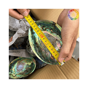 Concha de abulón Natural seleccionada a mano para la producción de artesanías, regalos de conchas marinas, artesanías naturales, decoración del hogar, tacto Real - Product Image 5