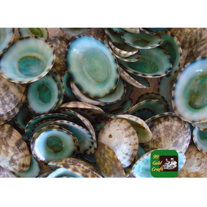 เปลือกหอยลิมเพตธรรมชาติจากเวียดนามสำหรับงานศิลปะของตกแต่งงานฝีมือการทำเครื่องประดับและการออกแบบภายในมหาสมุทร - Product Image 5